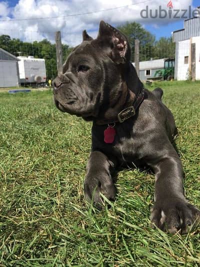 Pure American breed Cane Corso puppy imported Dog كلب كلاب