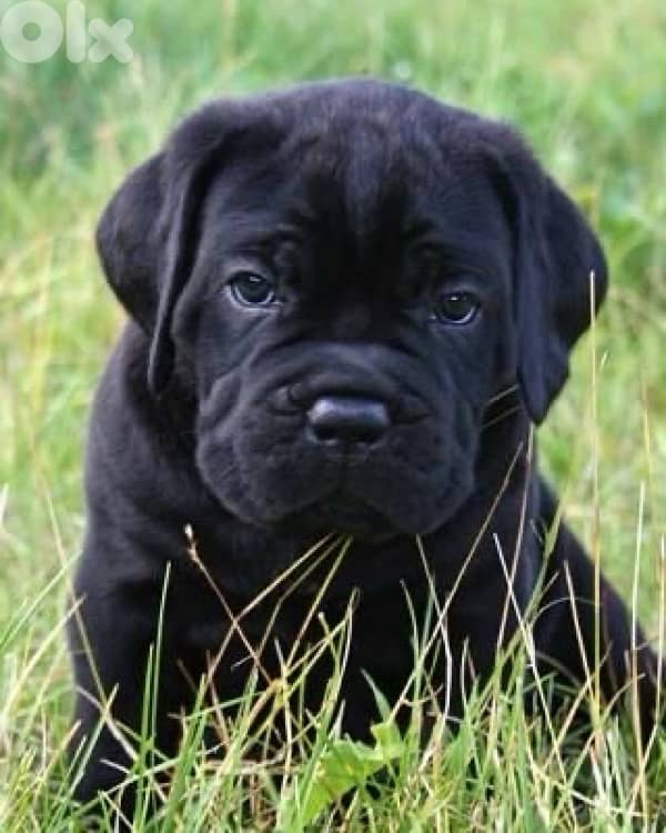 Majestic Cane Corso imported puppy pure breed Dog كلب 0