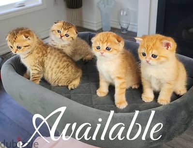 scottish  kitten  orange