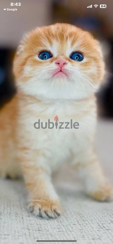 scottish  kitten  orange 1