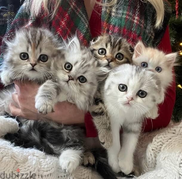 scottish  kitten  orange 2