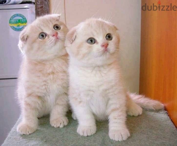 scottish  kitten  orange 3