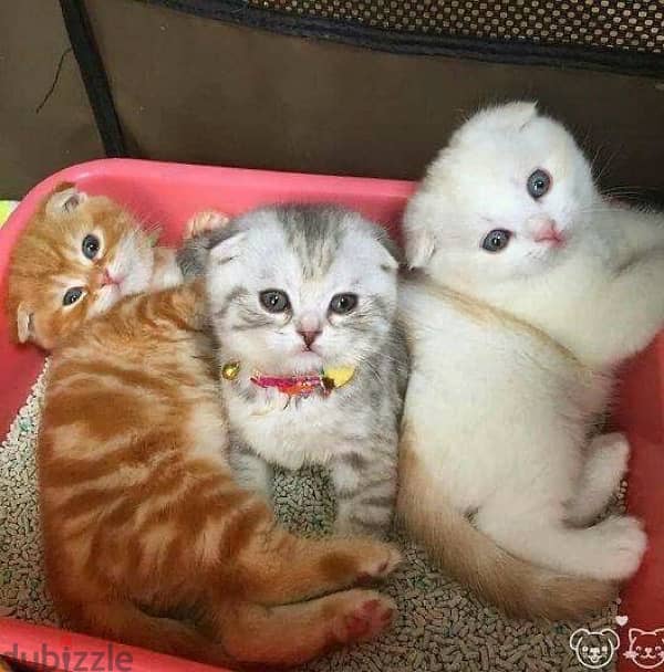 scottish  kitten  orange 4