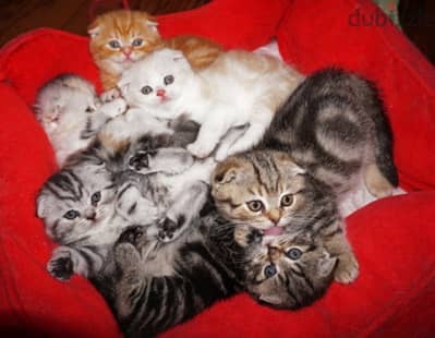 scottish  for contact 70485808