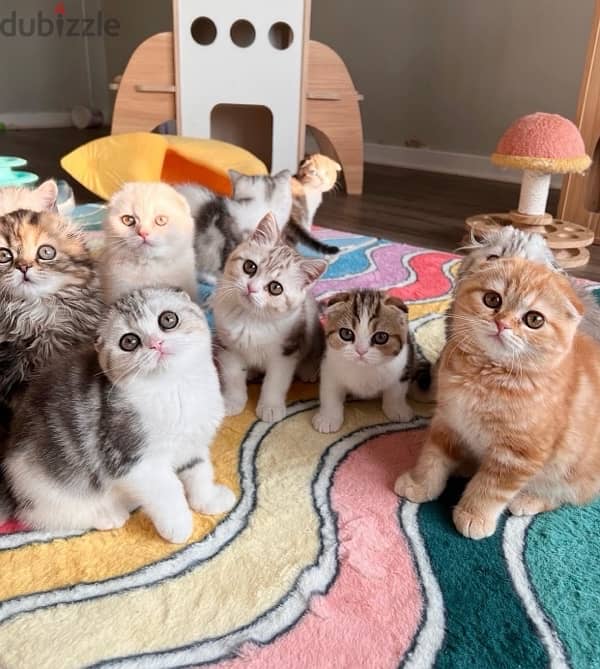 scottish  kitten  orange 6