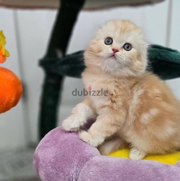 scottish  kitten  orange 7