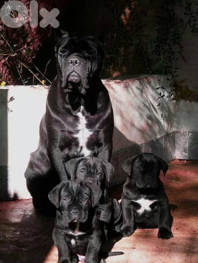 Fearless Cane Corso Pure Puppies Available/ dog كلاب