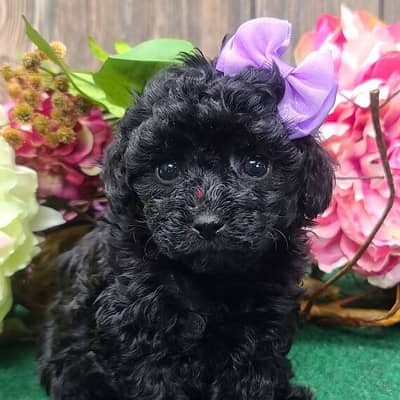 Cutest Black Toy Poodle Puppies/ dog كلاب