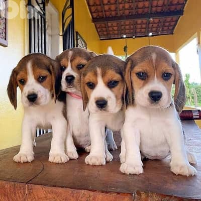 Beagle Puppies Available in Store/ dog كلاب