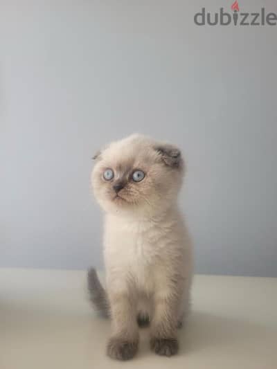 Cute Scottish Fold Blue Point kitten available now! Delivery قطط