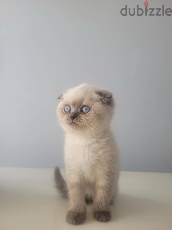 Cute Scottish Fold Blue Point kitten available now! Delivery قطط 0