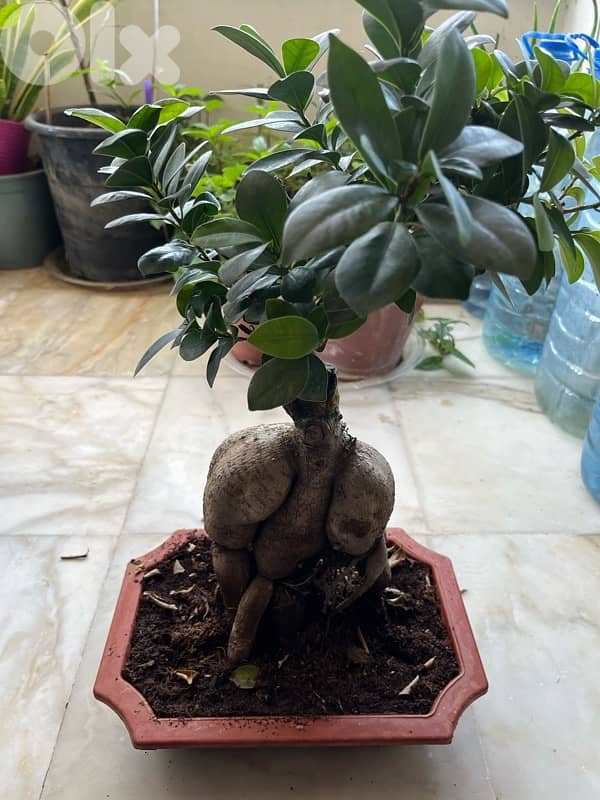Ficus Bonsai for sale great for interior decoration 1