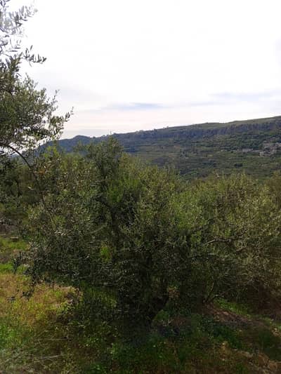 أرض للبيع في اغميد الشوفland for sale in shouf ighmeed