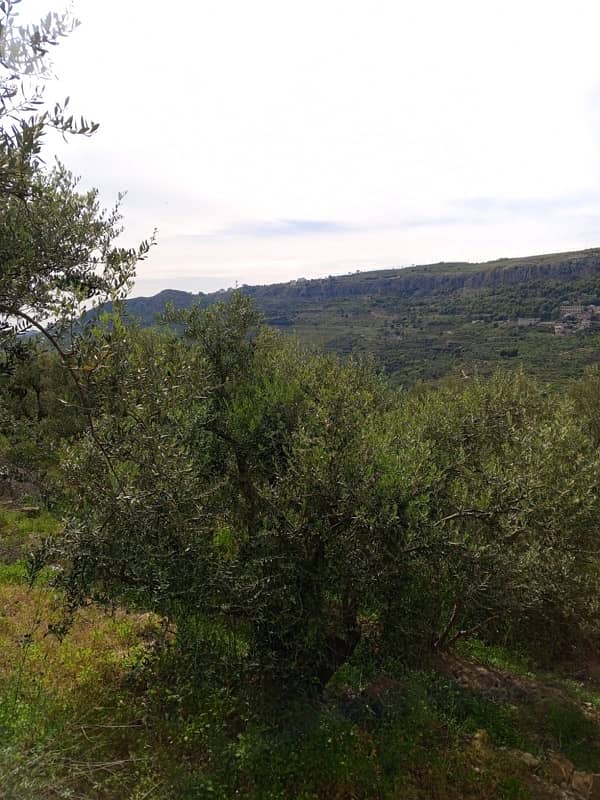 أرض للبيع في اغميد الشوفland for sale in shouf ighmeed 0