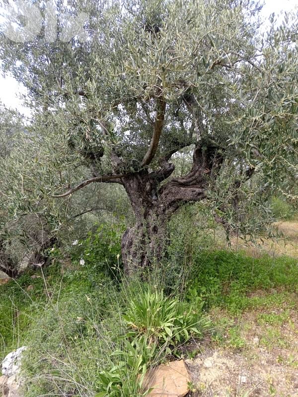أرض للبيع في اغميد الشوفland for sale in shouf ighmeed 4