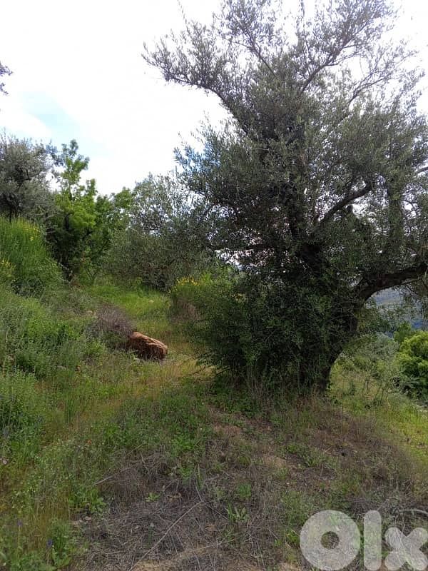 أرض للبيع في اغميد الشوفland for sale in shouf ighmeed 5