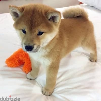Beautiful Shiba Inu pure breed imported ON ORDER كلاب