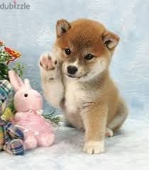 Shiba Inu Charming Puppies ! dog كلاب