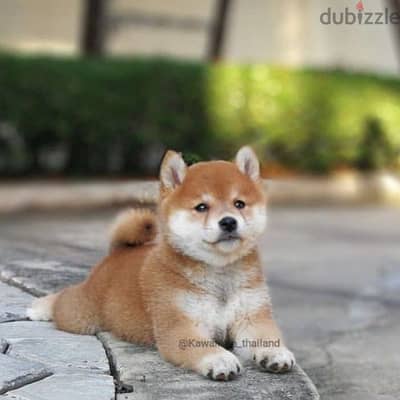 Stunning Shiba Inu Puppies/ dog كلاب