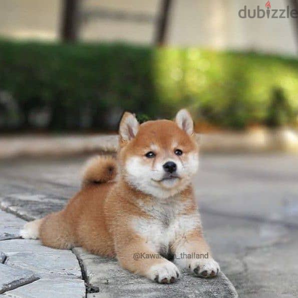 Stunning Shiba Inu Puppies/ dog كلاب 0