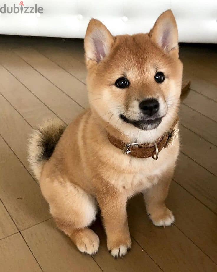Beloved Shiba Inu Puppies in Store now/ dog كلاب 0