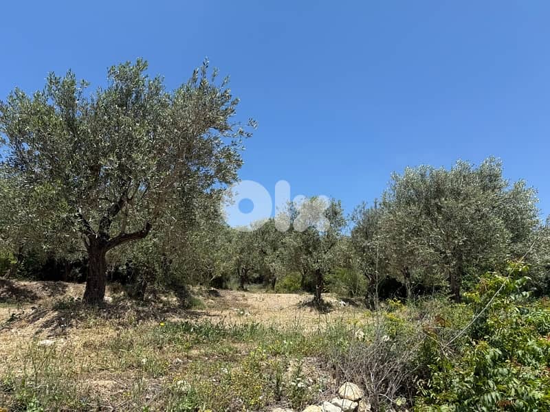 land for sale in Amioun 2