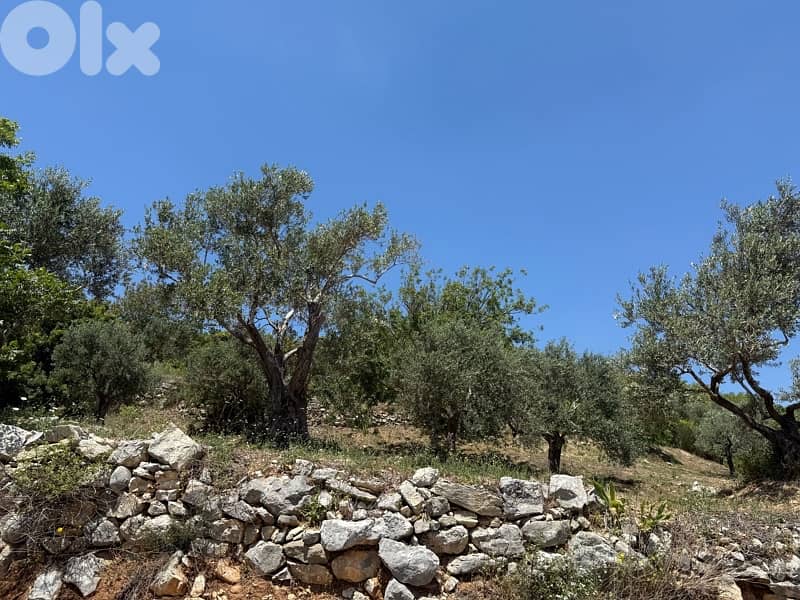 land for sale in Amioun 3