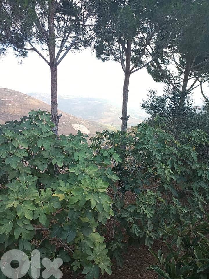 ارض للبيع قعقعية الجسر   متر 7000 4