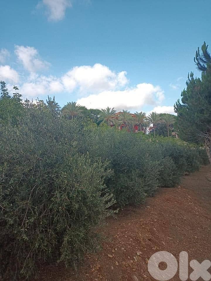 ارض للبيع قعقعية الجسر   متر 7000 5