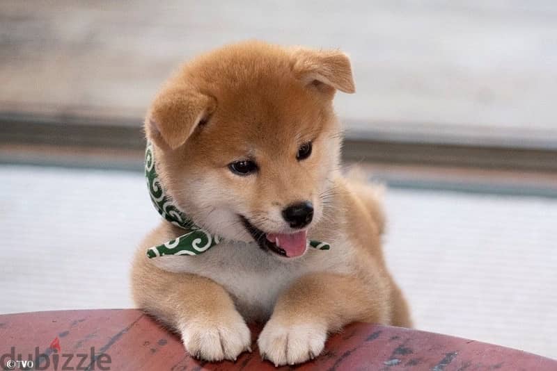 Stunning Shiba Inu puppy high quality imported we deliver كلاب 0