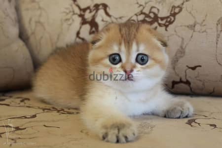 Adorable Scottish Fold Golden Chinchilla Kitten Available/ cat قطط