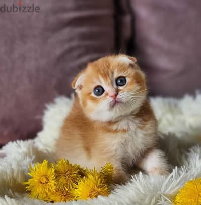 Pure Scottish Fold Golden Chinchilla Kitten/ cat قطط