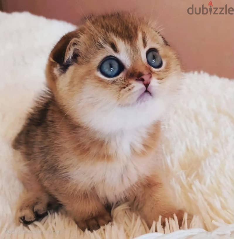 Scottish Fold Golden Chinchilla Kitten/ cat قطط 0