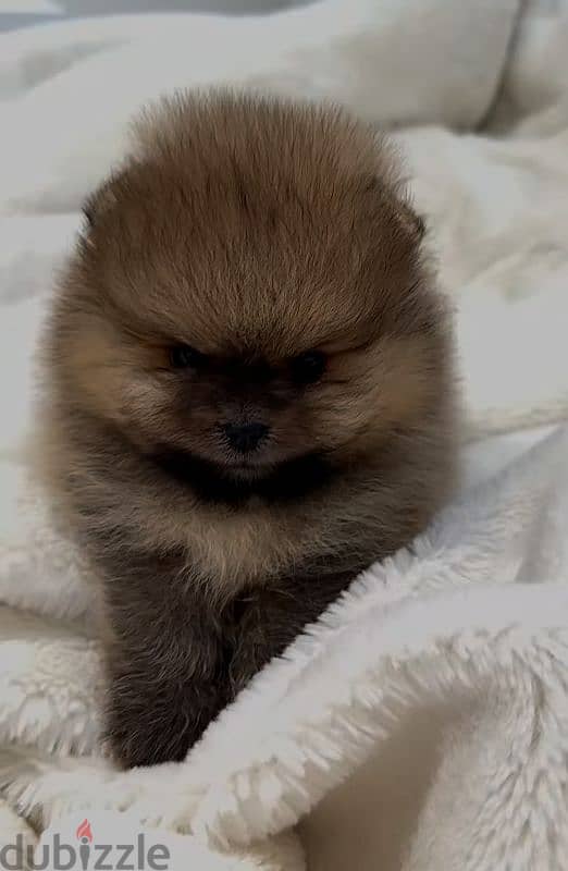 pomeranian 55 days available for sale 0