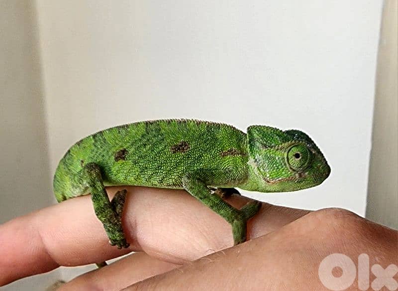 chameleon 0