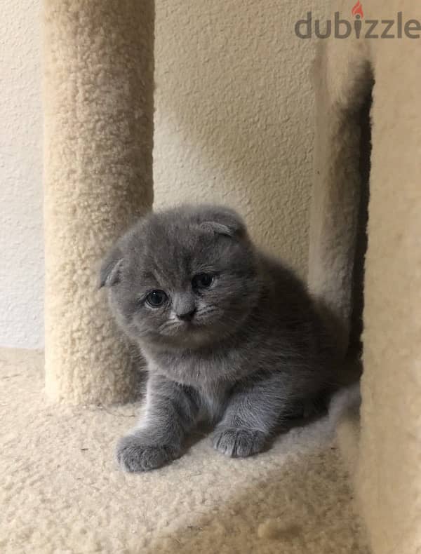 Scottish Fold Blue 0