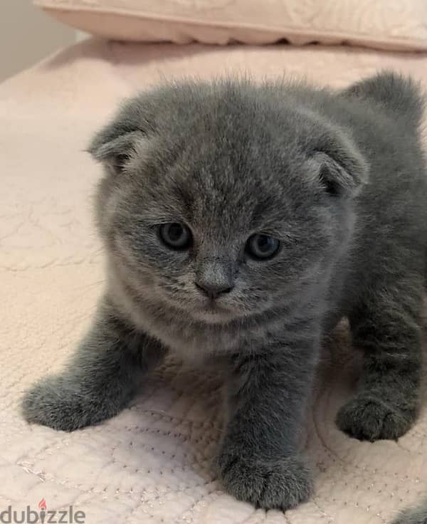 Scottish Fold kitten Available 0