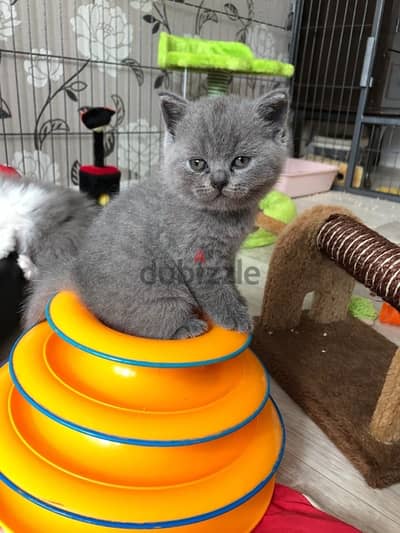 British shorthair delivery kitten