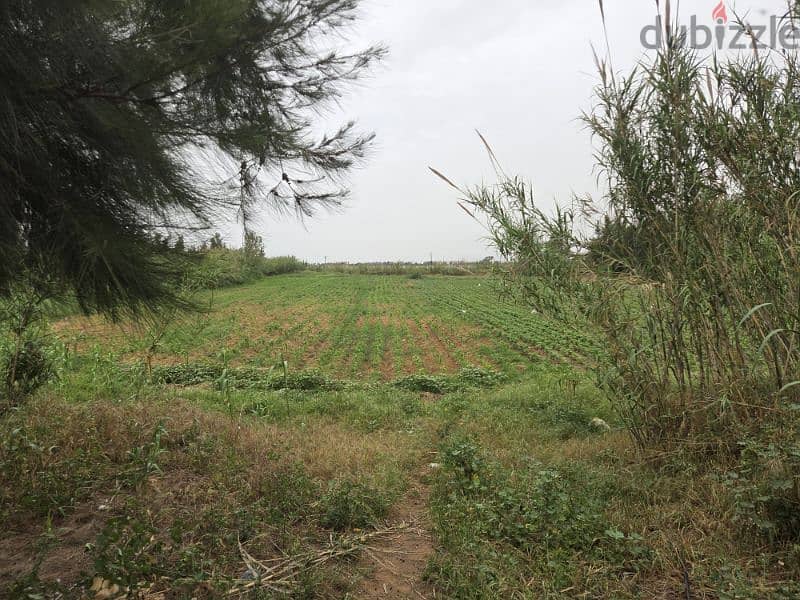 Huge land next to Qlayaat Airport - Akkar, North of Lebanon 2
