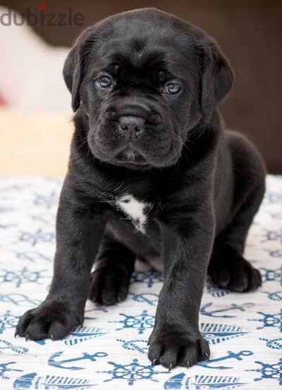 The Perfect Guardian Cane Corso Puppies Available in Store & Delivery