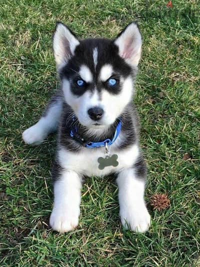 Stunning Huskies Puppies Available/Dog/Delivery/High Quality/Delivery