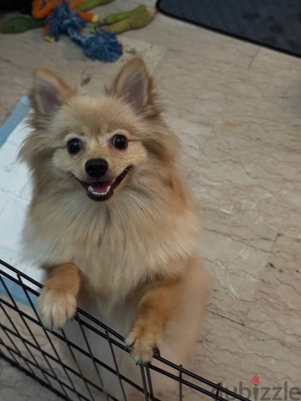 Spitz Pomeranian female 8 months 2