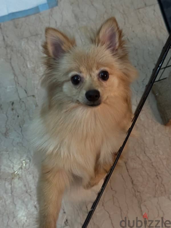 Spitz Pomeranian female 8 months 3