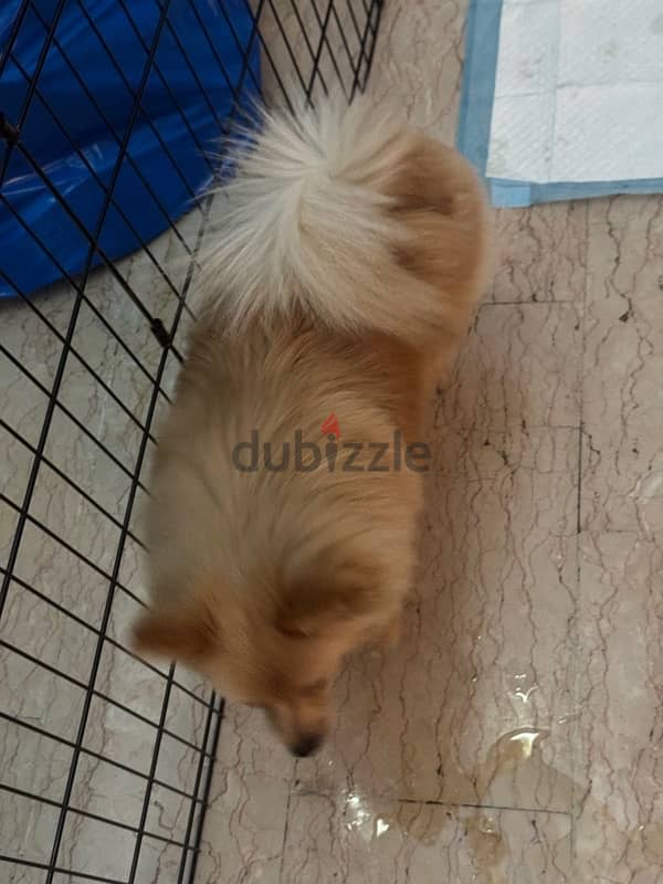 Spitz Pomeranian female 8 months 4