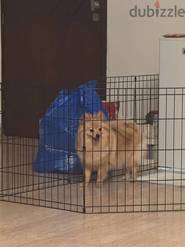 Spitz Pomeranian female 8 months 5