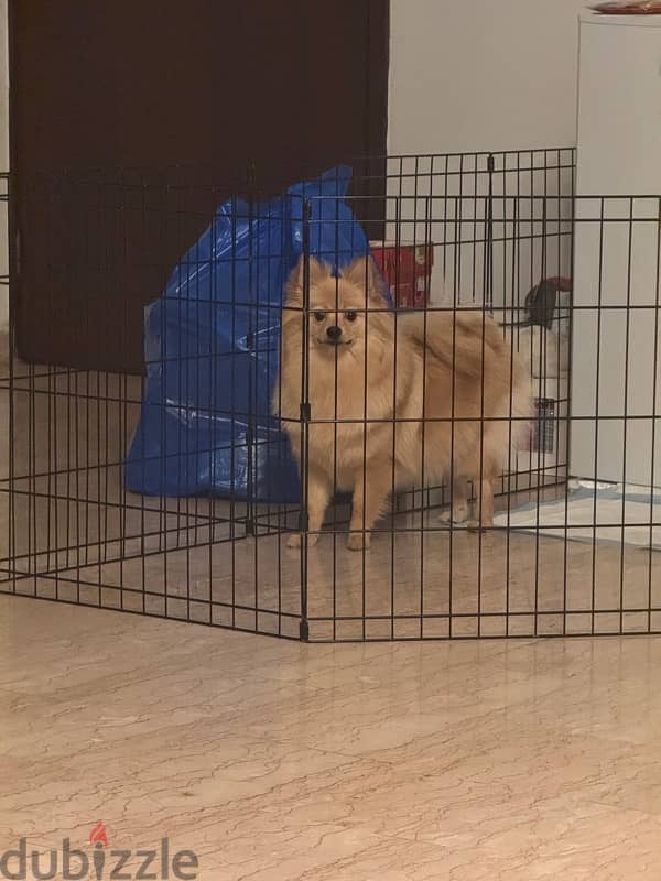 Spitz Pomeranian female 8 months 6