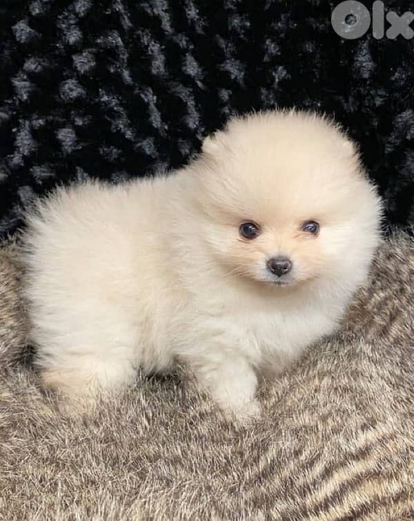 Pomeranian spitz puppy delivery 0