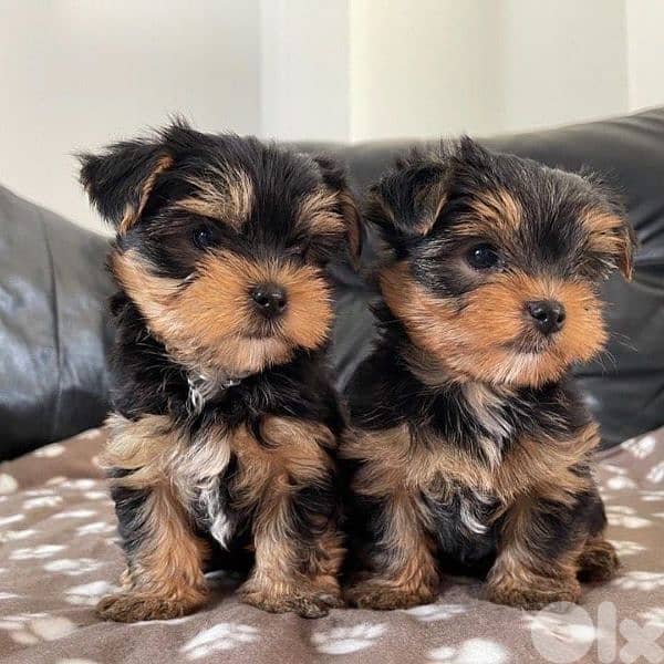 Yorkshire Terrier Puppies Available/ dog كلاب 0