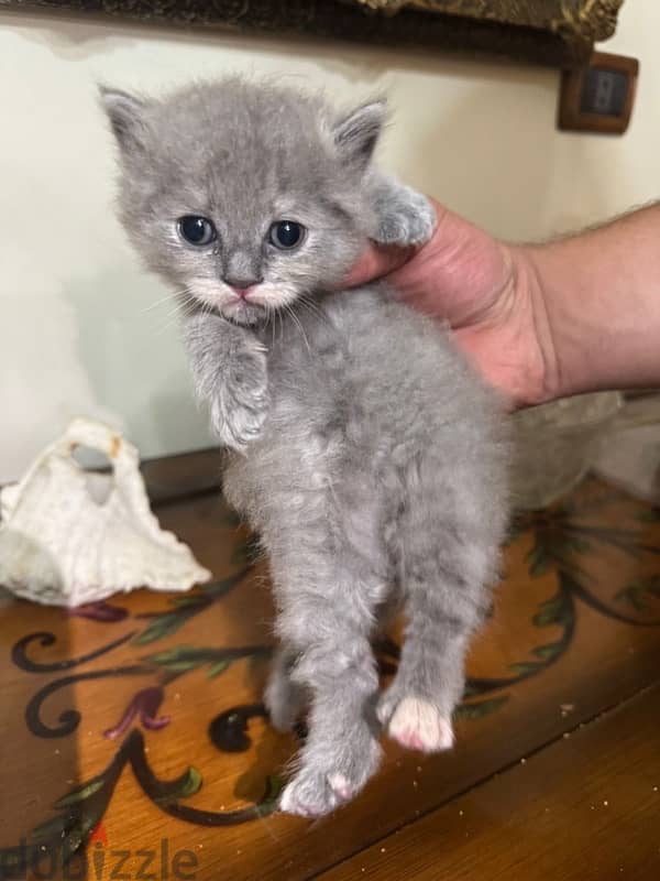 British cat 0