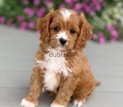 Cavapoo Brown White Dog Puppy كلاب